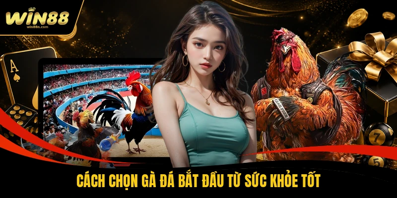 Cách chọn gà đá bắt đầu từ sức khỏe tốt