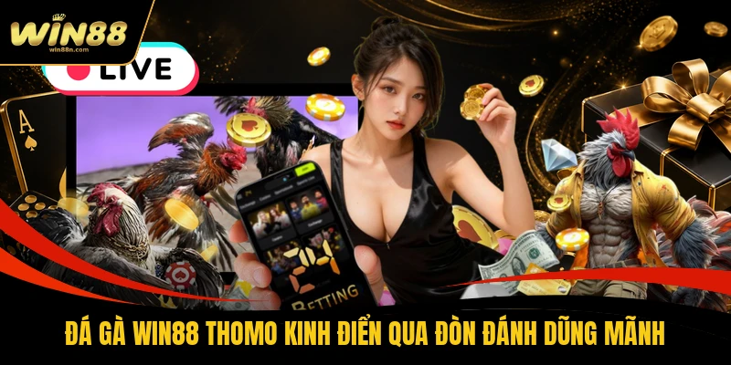 Đá gà Win88 Thomo kinh điển qua đòn đánh dũng mãnh