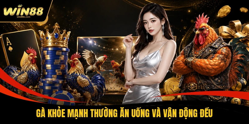 Gà khỏe mạnh thường ăn uống và vận động đều